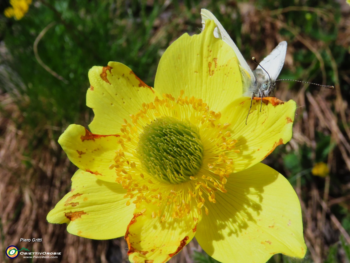 33 Farfalla su Pulsatilla sulfurea.JPG